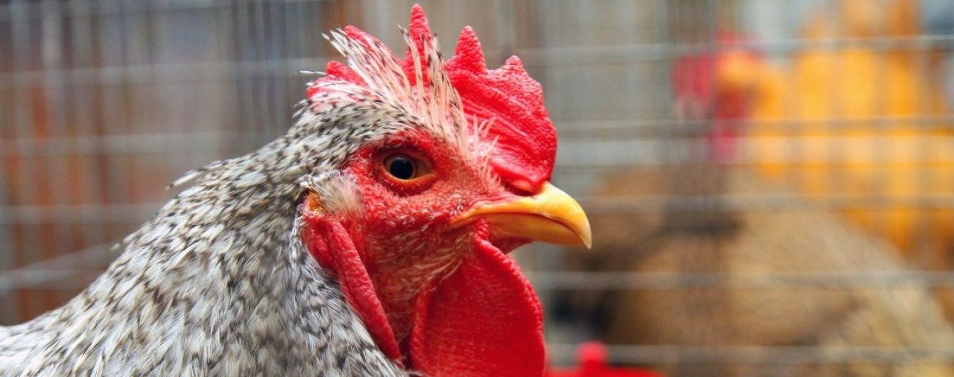 Україна лише за місяць використала річну квоту на безмитні поставки м'яса птиці до ЄС