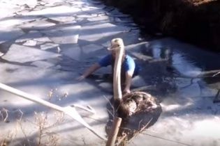 Відео рятувальної операції страуса в американському зоопарку зворушило юзерів