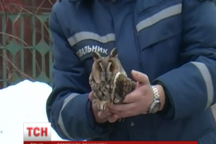 Травмоване совеня залетіло "по допомогу" до пункту обігріву ДСНС
