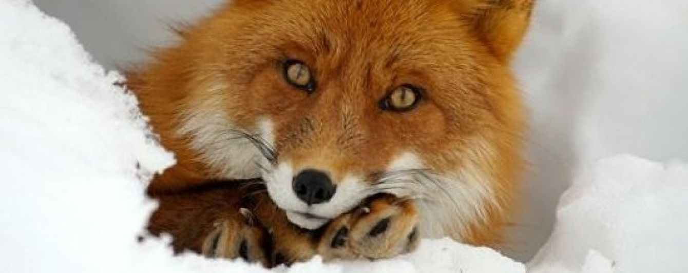 У Литві лис поцупив у чоловіка ключі від машини