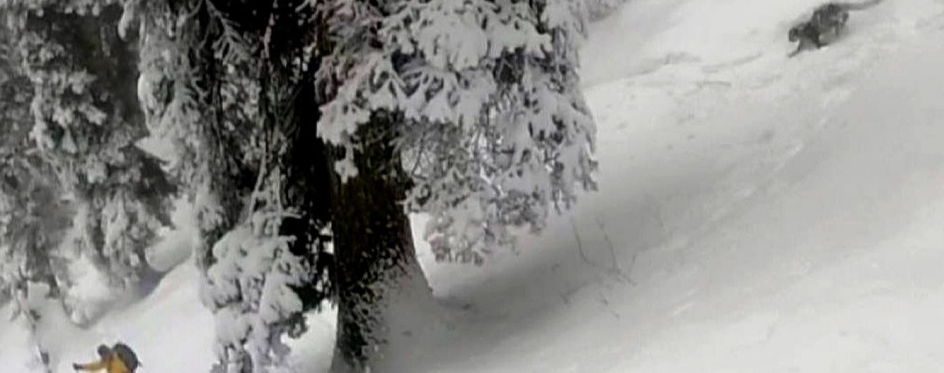 Лижники зняли на відео небезпечну зустріч зі сніговим барсом в Індії