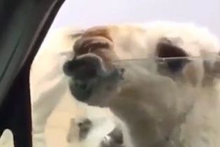 Відео допитливого верблюда розсмішило юзерів