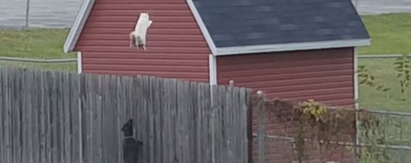 I believe I can fly. Кіт-літун спричинив дискусію своєю ефектною втечею від собак
