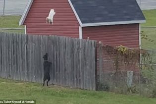 I believe I can fly. Кіт-літун спричинив дискусію своєю ефектною втечею від собак