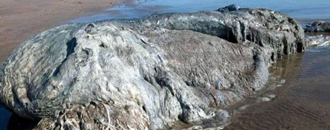 В Мексике прямо посреди пляжа нашли неизвестное науке гигантское существо