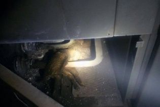 Через трьох котів частина мікрорайону у Львові залишилася без світла