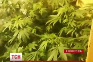 У передмісті Дніпропетровська виявили дві плантації конопель