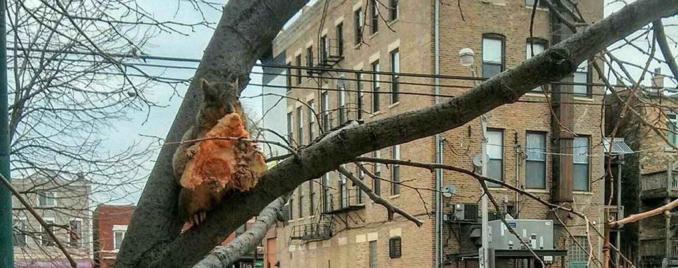 У Чикаго перехожих здивувала білка, яка поїдала на дереві піцу