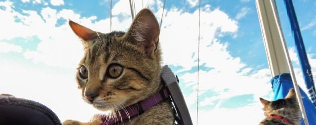 Коти-мандрівники підкорили байдарки та завели акаунти в соцмережах