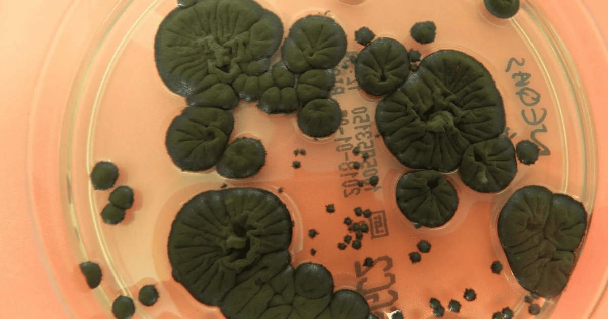 Меланізований гриб Cladosporium sphaerospermum