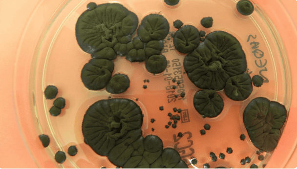 Грибок-"пожиратель" радиации из Чернобыля может защитить астронавтов в космосе: детали