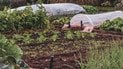 Що посадити на городі у жовтні