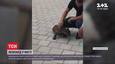 Жителів Івано-Франківська налякав леопард