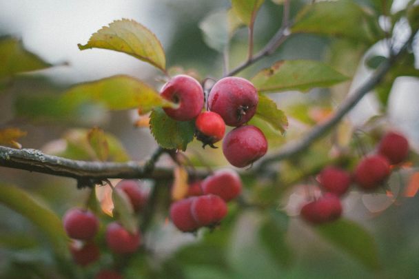 6 січня святкують День яблуні / © Pexels