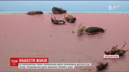 Жителі села на Хмельниччині скаржаться на нашестя чорнокрилих жуків