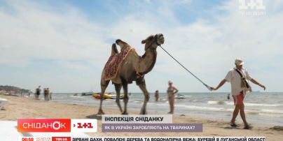 Відповідальність за жорстокість: в Україні ухвалили нові правила поводження із тваринами