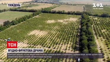 Новини тижня: яким буде врожай ягід та фруктів цього року і як негода вплинула на їхню вартість