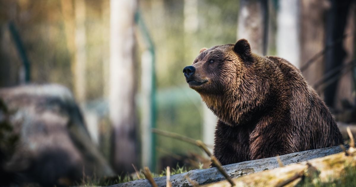 У російському зоопарку дресирувальниця втратила ногу після нападу ведмедя