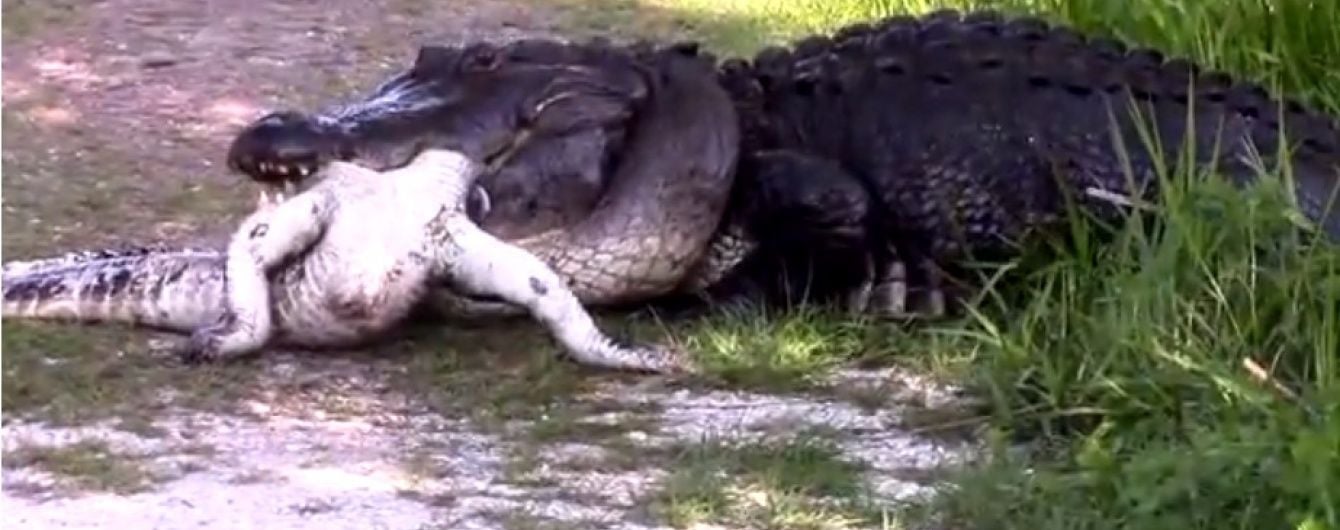 У Мережі з'явилося моторошне відео, як гігантський алігатор з'їв іншого алігатора