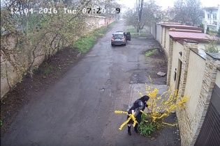 Користувачів Мережі обурило відео, у якому одеситка на BMW обдирає квітучий кущ