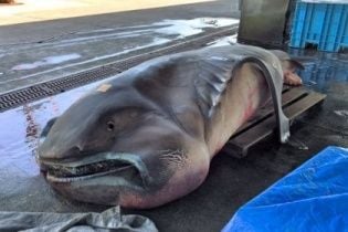 Біля берегів Японії виловили рідкісну акулу