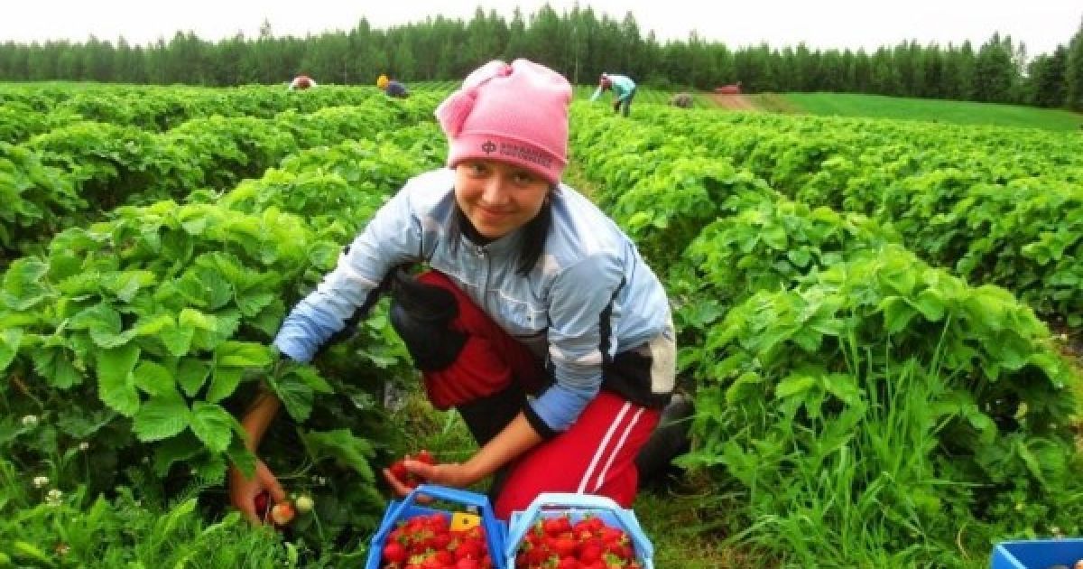 Сезонные работы: что предлагают этим летом украинцам