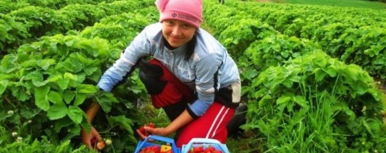 Сезонные работы: что предлагают этим летом украинцам
