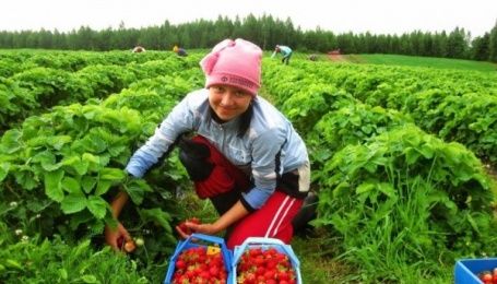 Сезонные работы: что предлагают этим летом украинцам