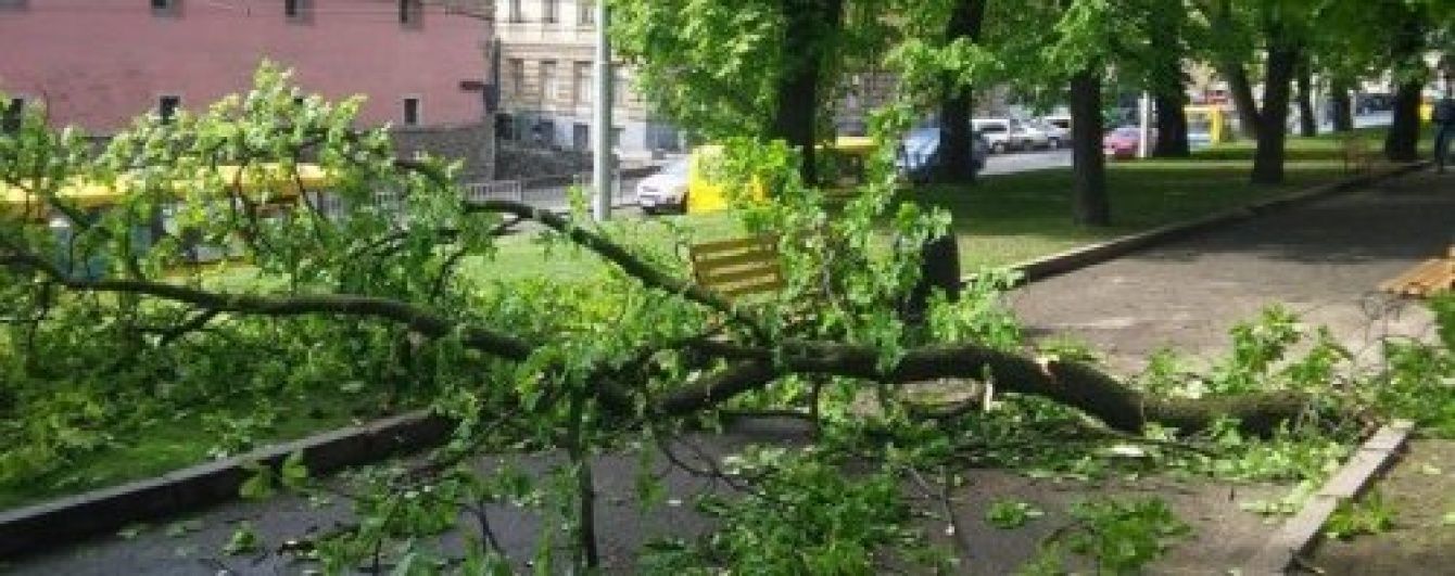 У Львові на двох школярок впало дерево
