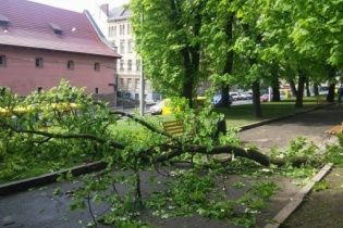У Львові на двох школярок впало дерево