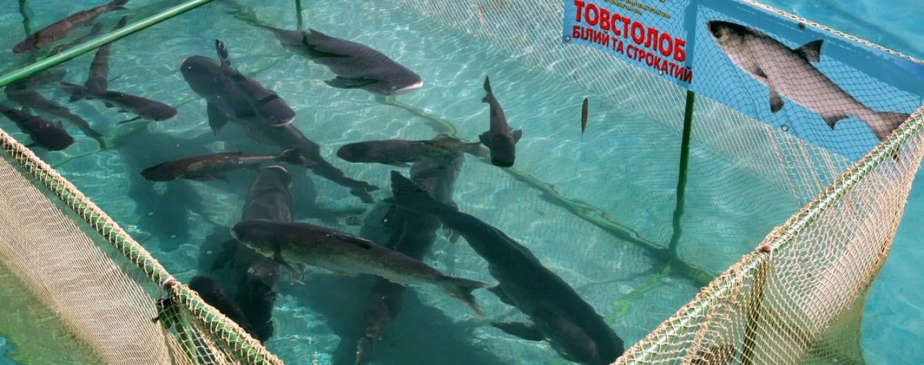 У Київське море випустили 10 тисяч товстолобів