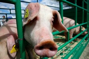 На Буковині через спалах африканської чуми заб'ють більше тисячі свиней
