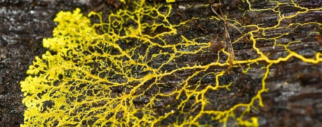 Одноклітинна цвіль "вирішила" людське завдання