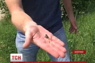 На Запоріжжі тисячі жаб захопили село