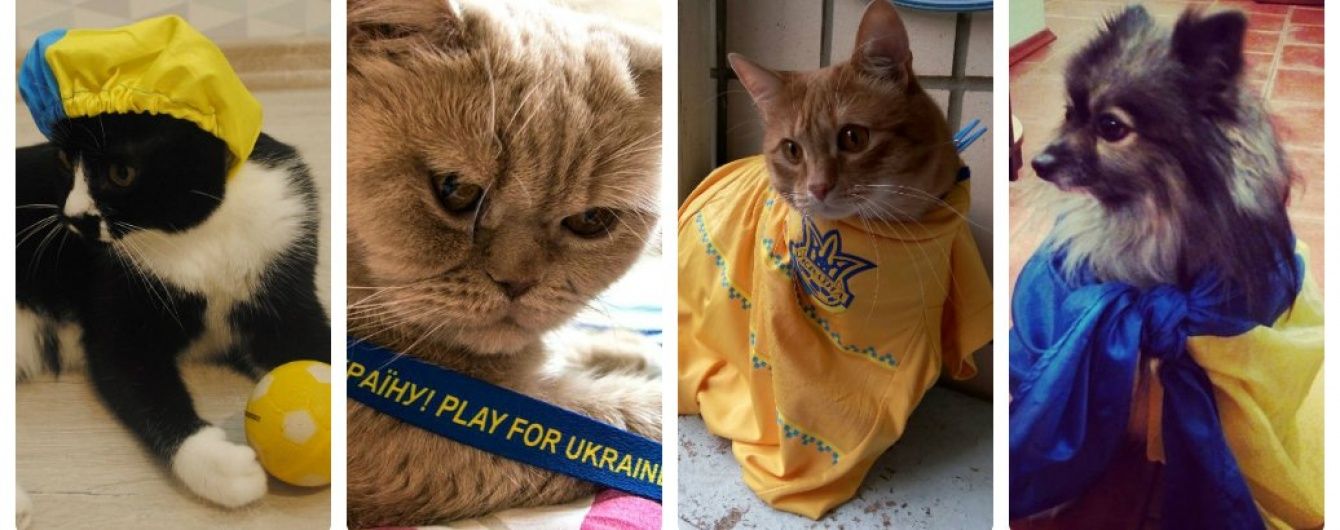 Гав, няв і футбол. Як домашні улюбленці вболівають за збірну України