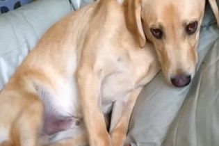Жінка зняла на відео реакцію свого собаки на марихуану
