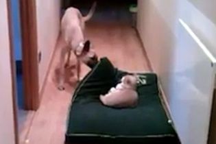 Користувачів Мережі розвеселило відео, на якому собака намагається прогнати кота зі свого ліжка