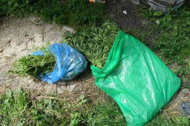 Коноплі на Подолі_3