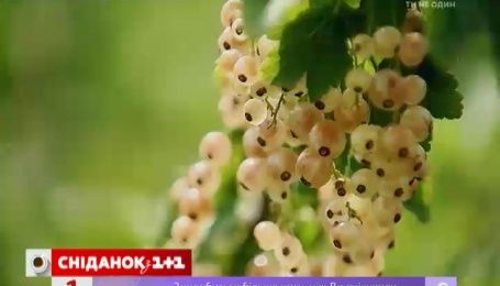 Зачем выращивать порички