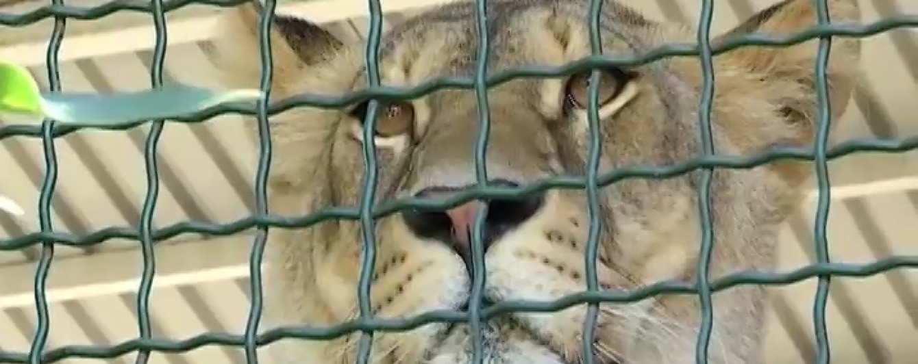Котяче поповнення у бердянському зоопарку: тигриця не відходить від малят, а левиця - загуляла