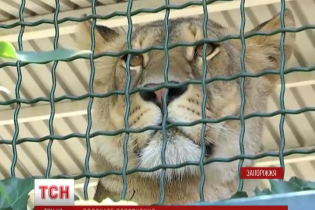 Котяче поповнення у бердянському зоопарку: тигриця не відходить від малят, а левиця - загуляла