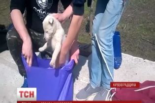 На Кіровоградщині закрили кримінальну справу проти шкуродерів, які розчленували цуценя