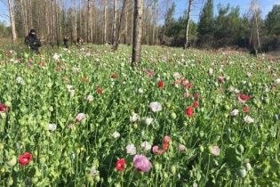 На Волині пенсіонерці загрожує в'язниця через вирощування маку