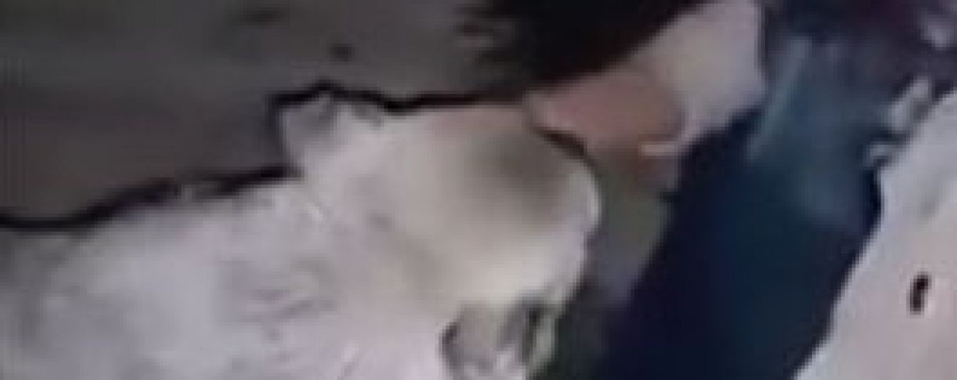 Юзерів зворушило відео, на якому собака дякує дівчині за порятунок від спраги