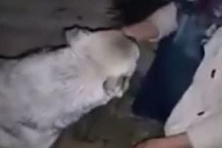 Юзерів зворушило відео, на якому собака дякує дівчині за порятунок від спраги