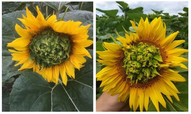  / © Agroportal