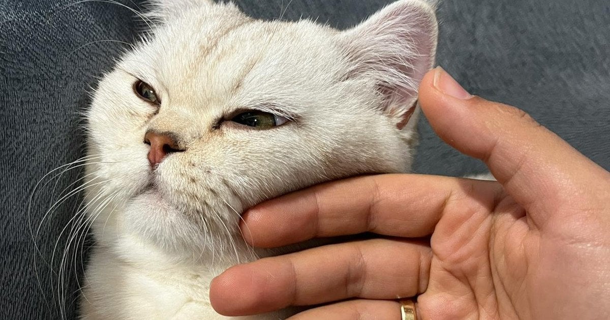 Чому важливо гладити котів перед сном