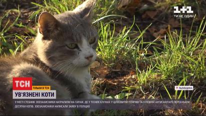 У Львівській області чоловік ув'язнив у гаражі десятки котів