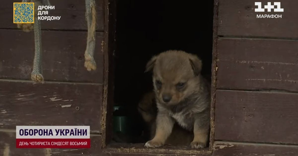 Врятовані тварини на Херсонщині