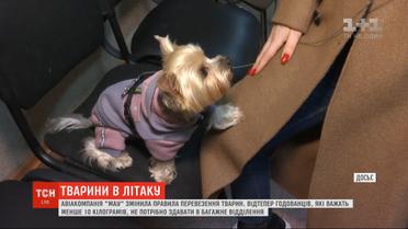 В МАУ изменили правила перевозки животных: что стоит знать хозяевам